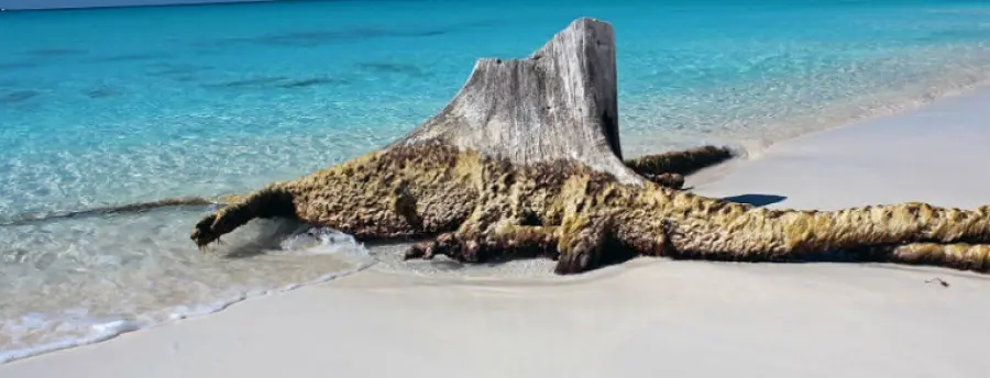 Cayo Largo, Il Paradiso Marino