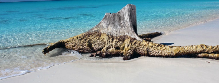 Cayo Largo, Il Paradiso Marino